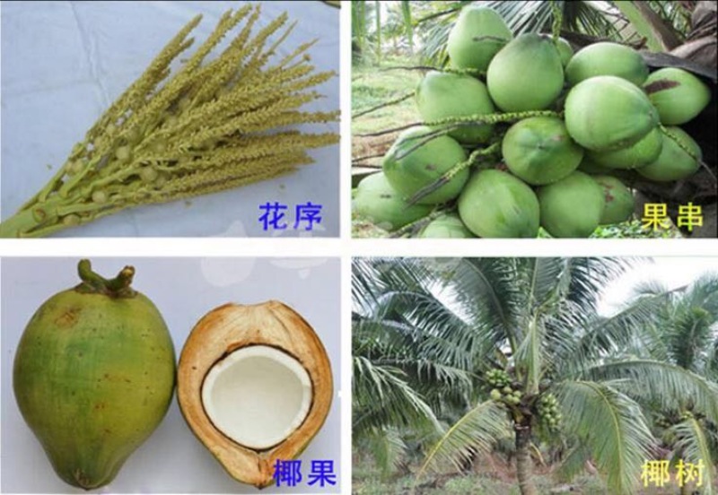 高种椰子5~6斤