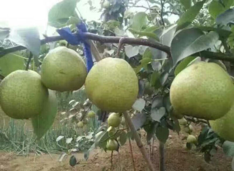 梨膏