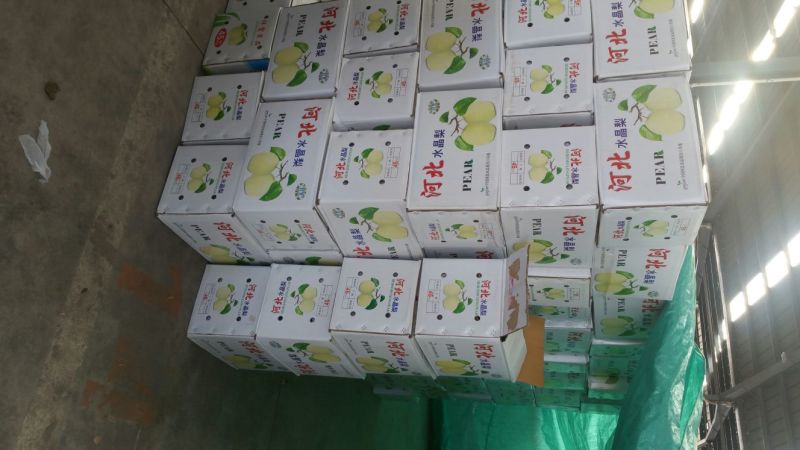 雪花梨450~500g纸箱