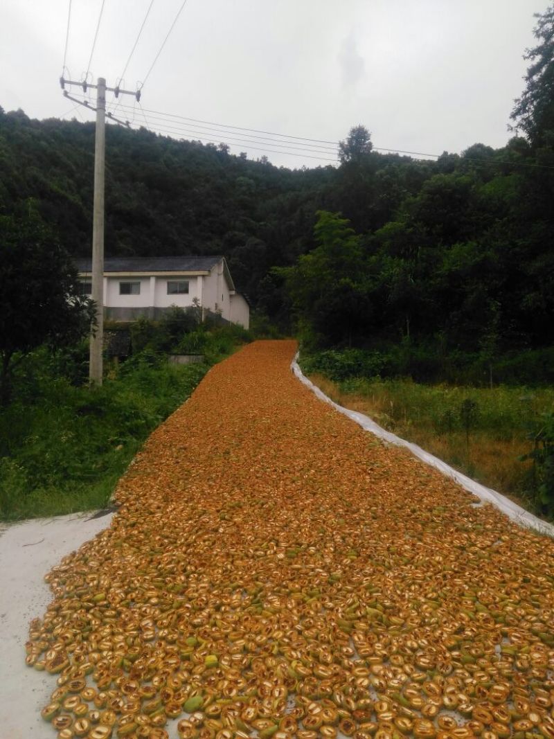 皱皮木瓜0.5~1斤