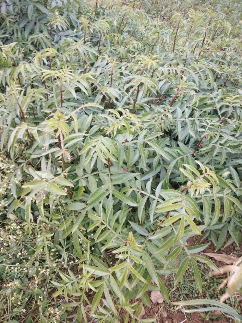 花椒苗0.5~1年