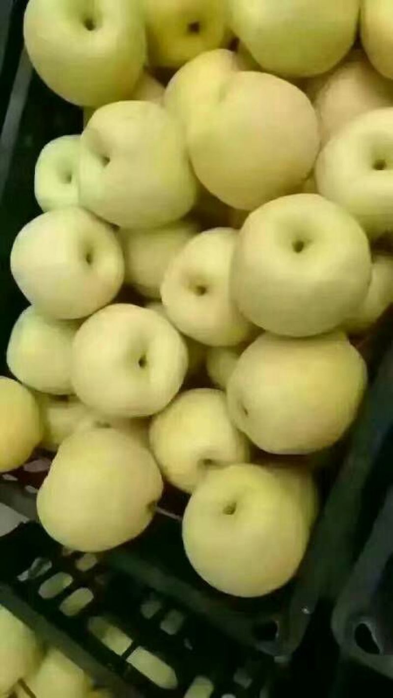 酥梨250~300g纸箱