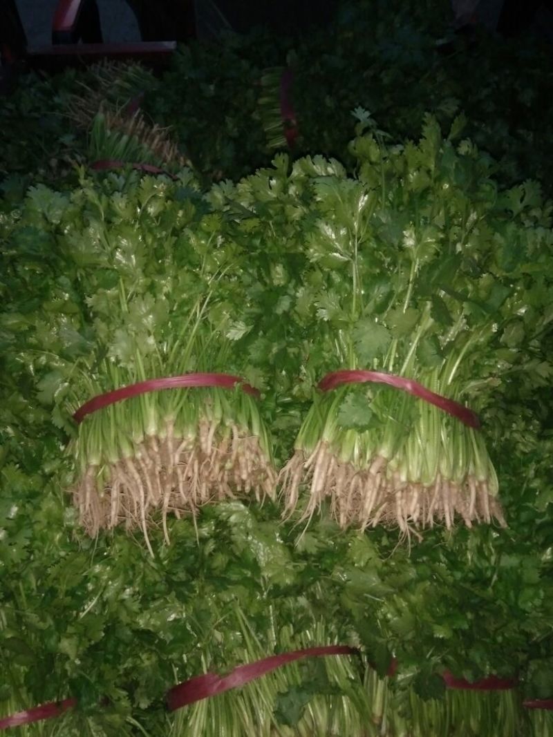 大叶香菜10~15厘米以上