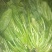 秋菠菜25~30厘米