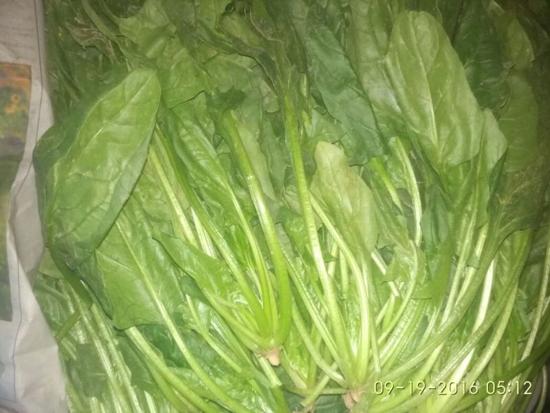 秋菠菜25~30厘米