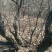 黄栌4~6cm2.5~3m