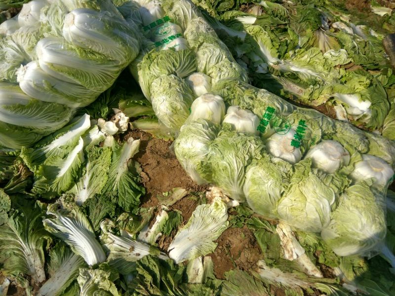 夏邑县青杂三号白菜，1毛3/斤，市场皆可，耐储存，耐运输