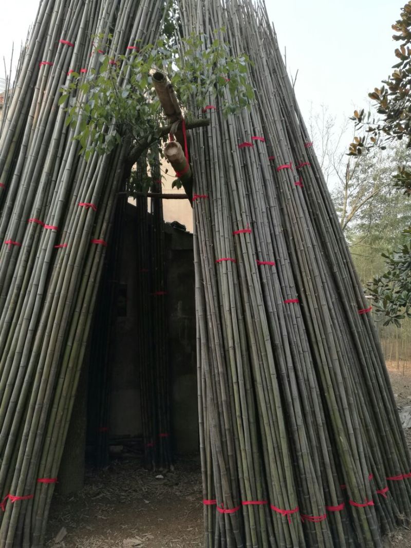 紫竹5~6m