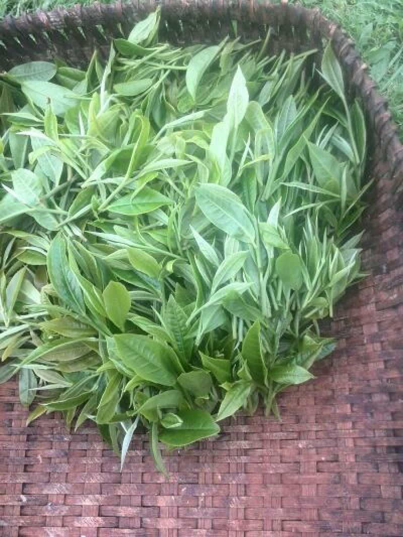 百年大树茶三级