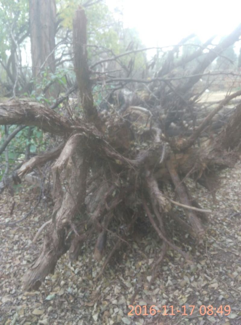 岩柏树根