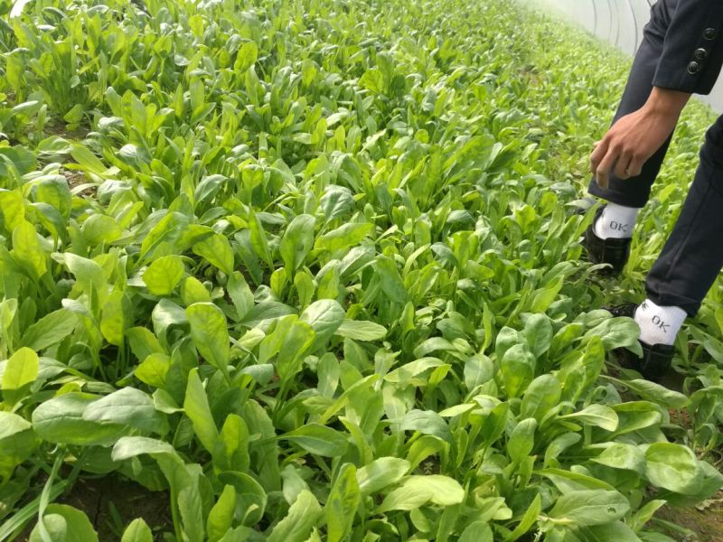 越冬菠菜15~20厘米