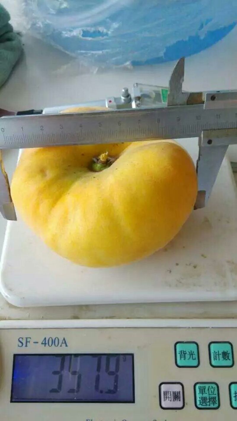 桃树苗80cm以上