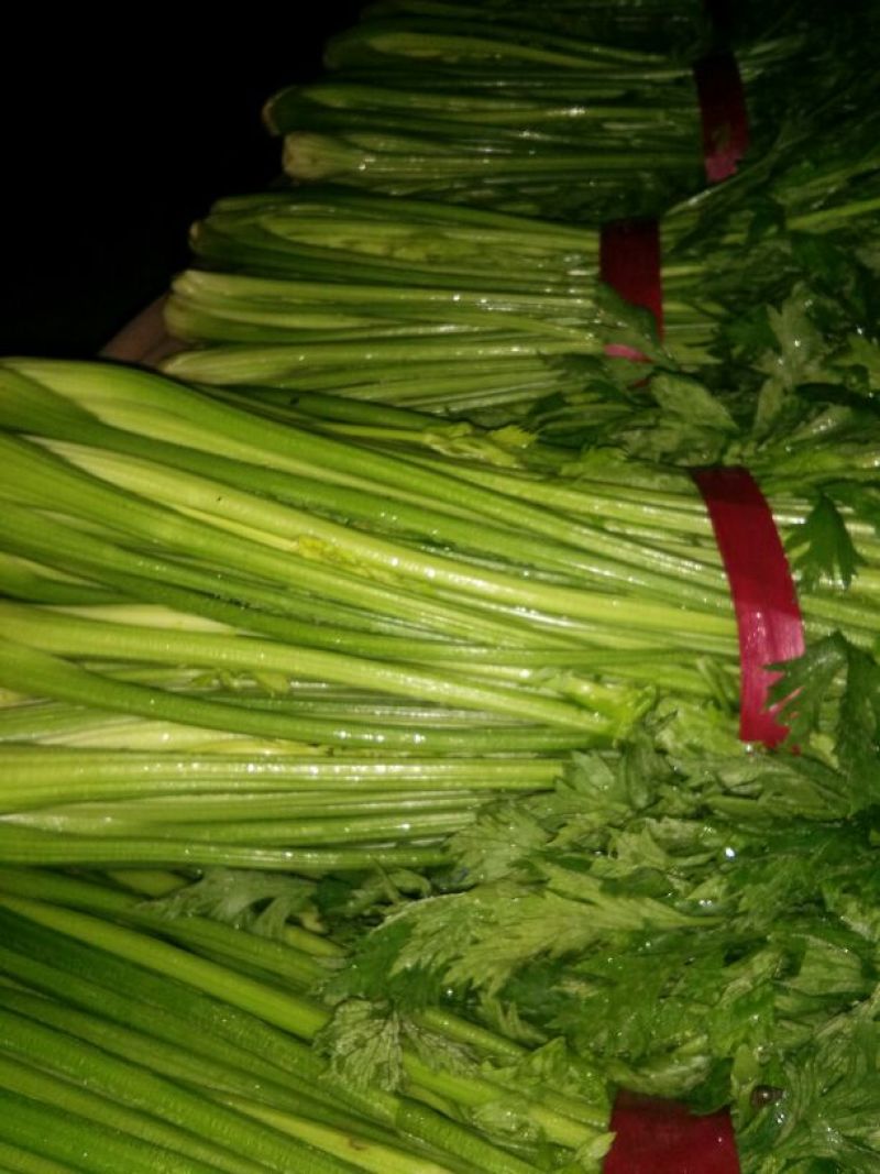 皇后西芹50cm以上，质量好，价格底，代收，代发全国。