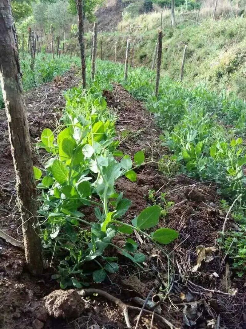 豌豆种子长寿豆种子山地大王豌豆种子