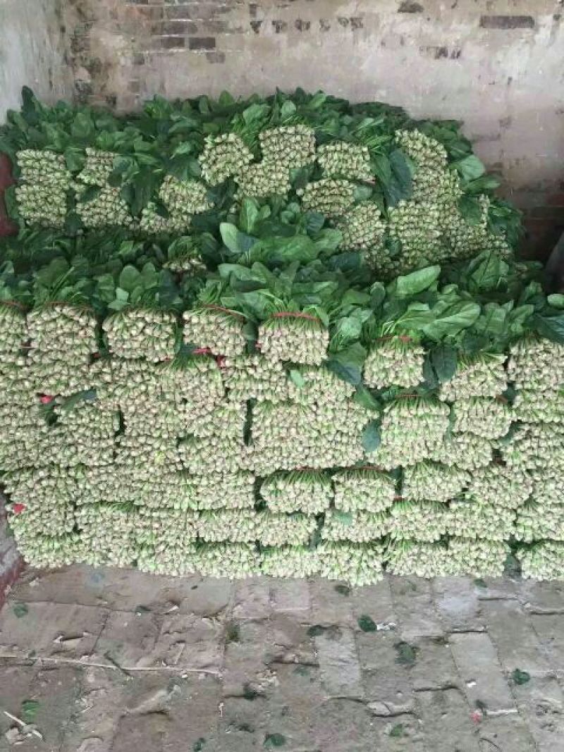 越冬菠菜