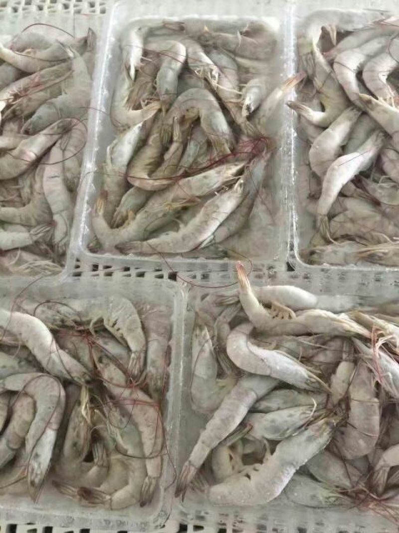 青虾食用26~30只/kg