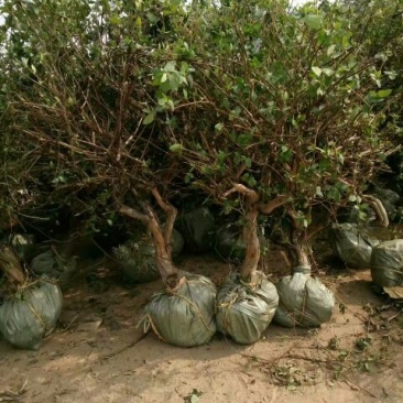 金银花1米以下