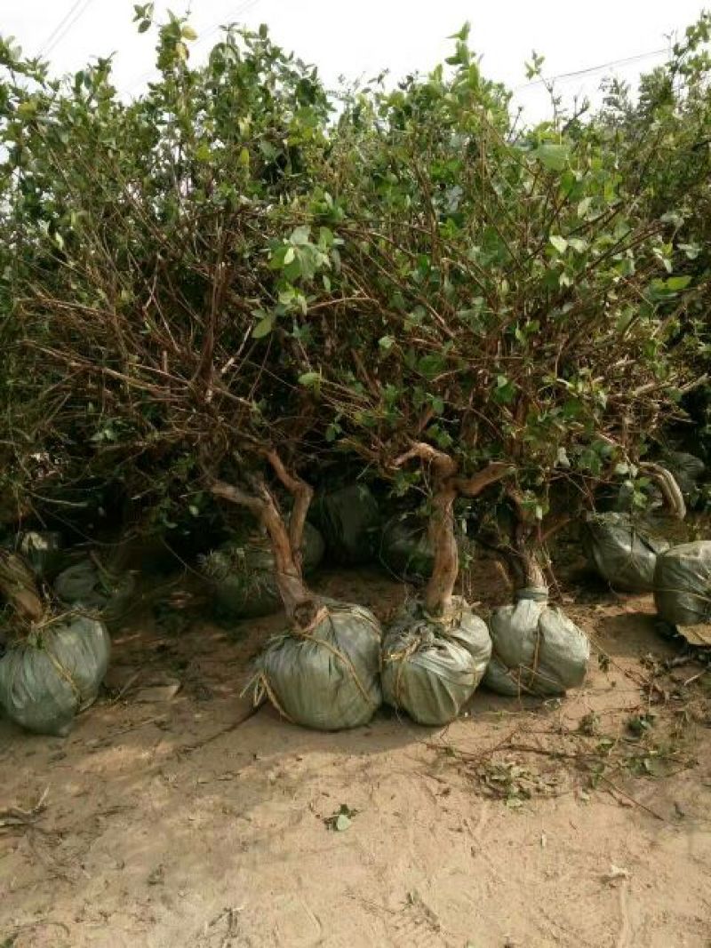 金银花1米以下