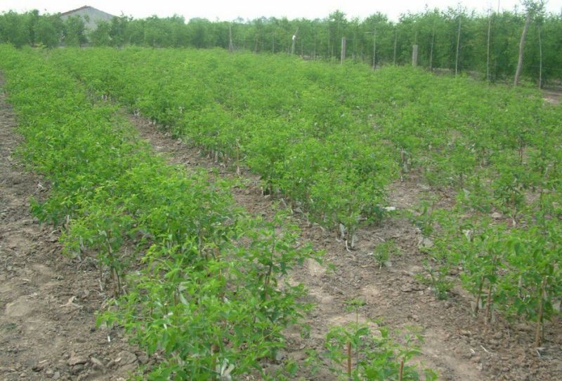 枣树苗嫁接枣树活苗当年结果南方北方庭院种植盆栽地栽特大枣