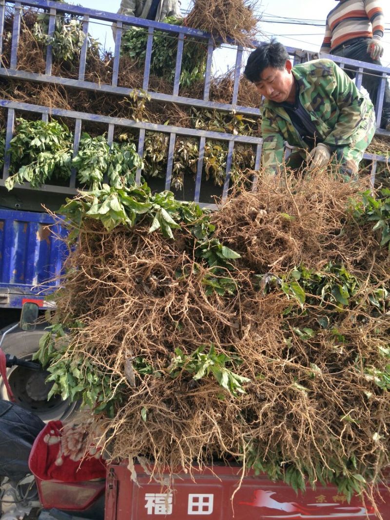 巨峰葡萄苗1年80~110cm