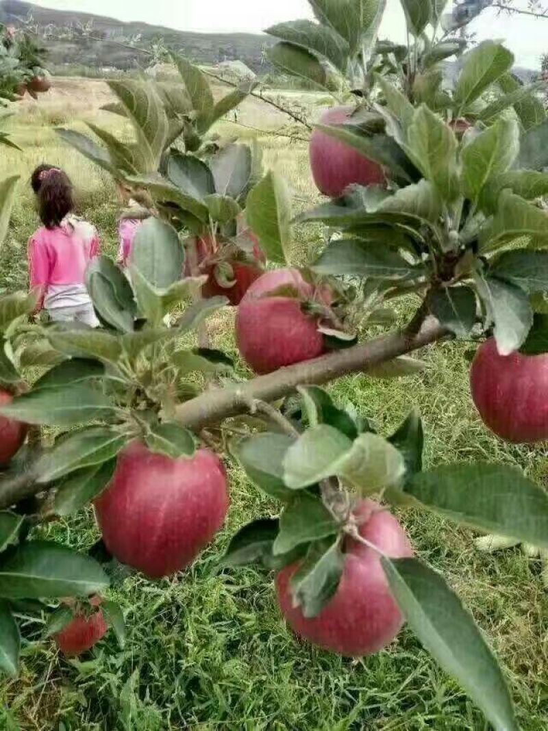 花牛70mm以上光果
