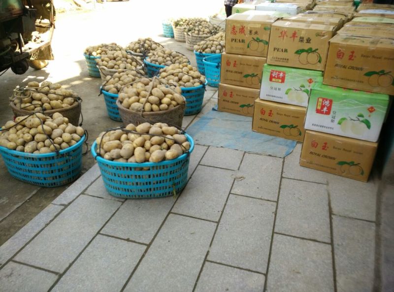 新土豆兴佳2号黄皮黄心专业代办产地直供