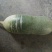 青萝卜1~1.5斤起