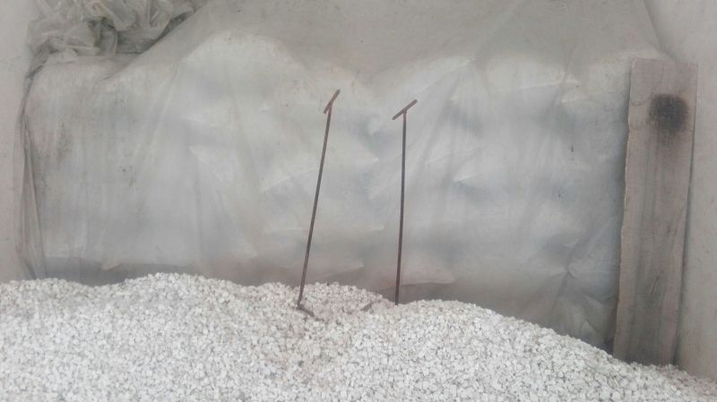 大别山茯苓