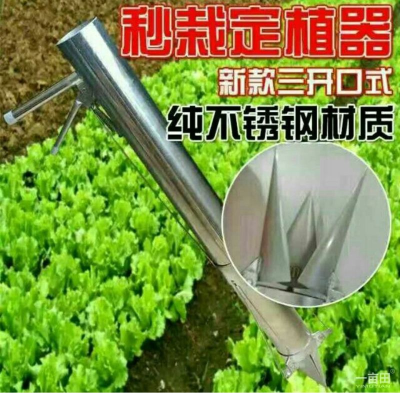 红薯苗15~25cm