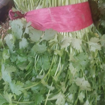 大叶香菜