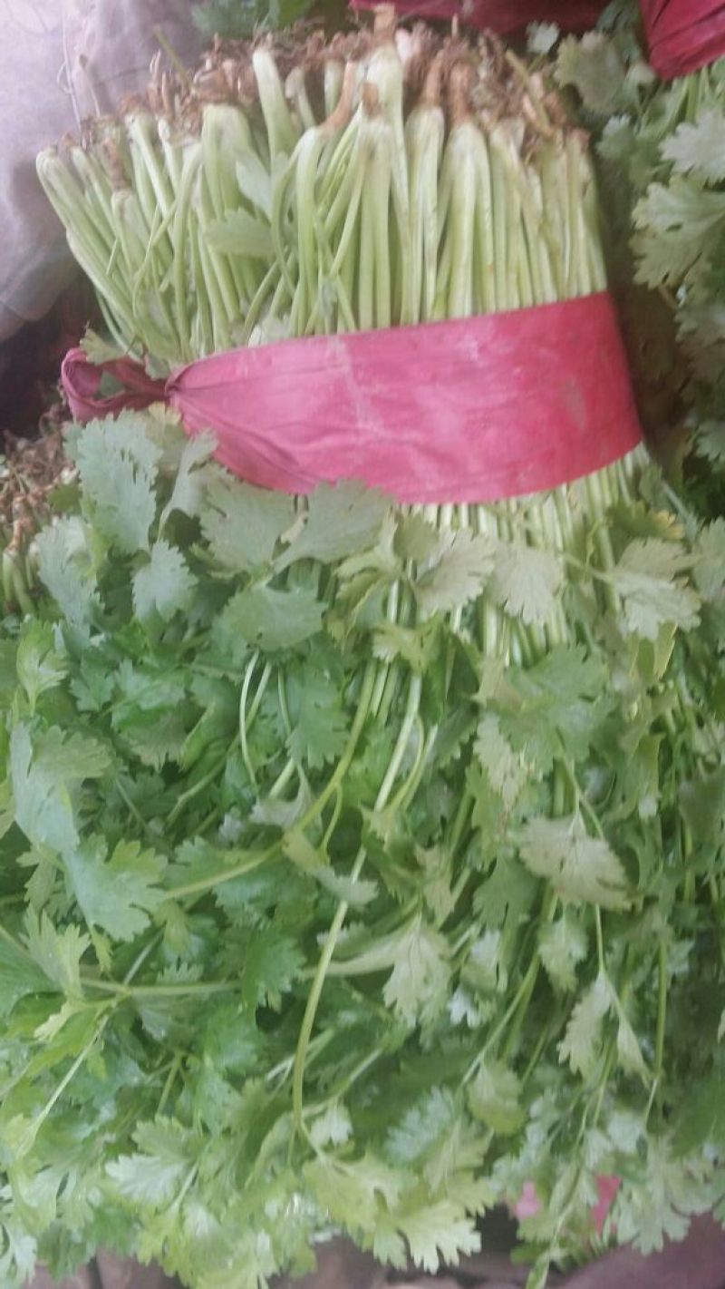 大叶香菜