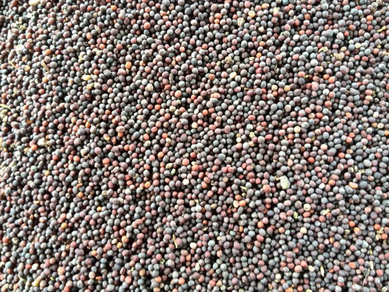 油菜籽青海省海北州刚察县哈尔盖镇