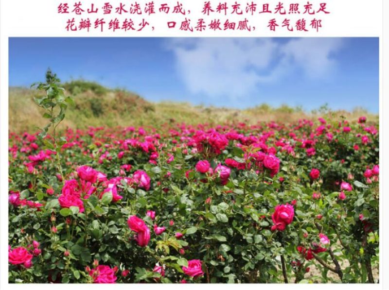 玫瑰酱
