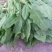 菠菜20~25厘米