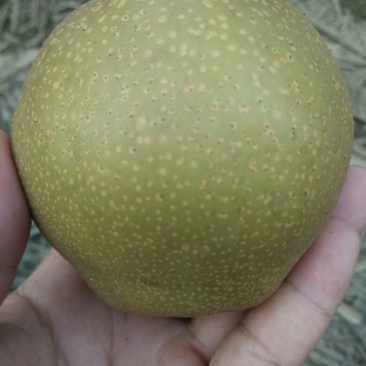 黄花梨光果湖北沙梨基地