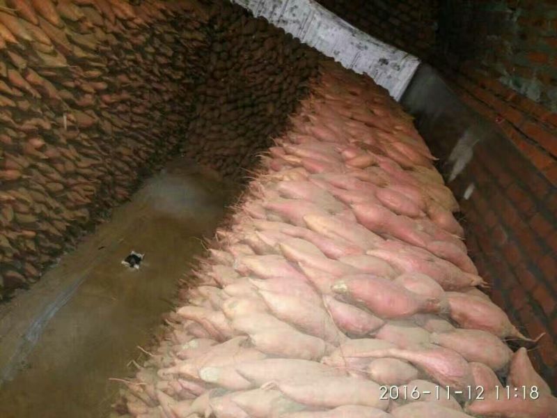 秦薯五号4两以上白心