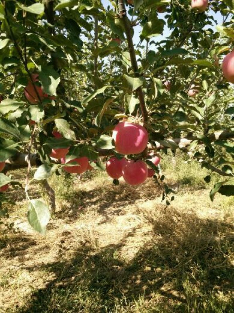 红富士苹果65mm以上纸+膜袋大量上市量大优惠