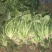 大叶菠菜25~30厘米