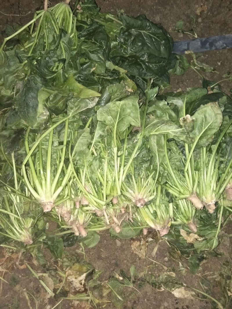 大叶菠菜25~30厘米