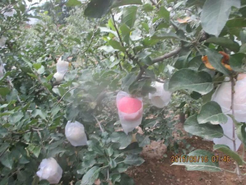红富士苹果纸袋