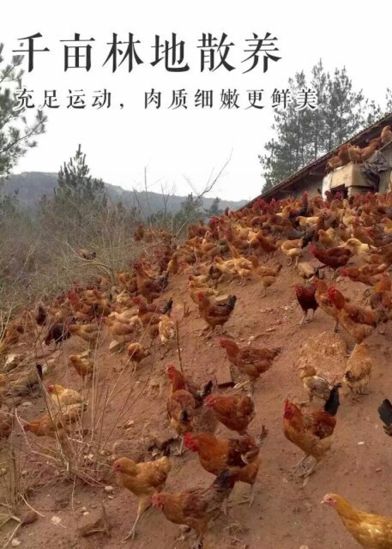 土鸡蛋食用50g以下