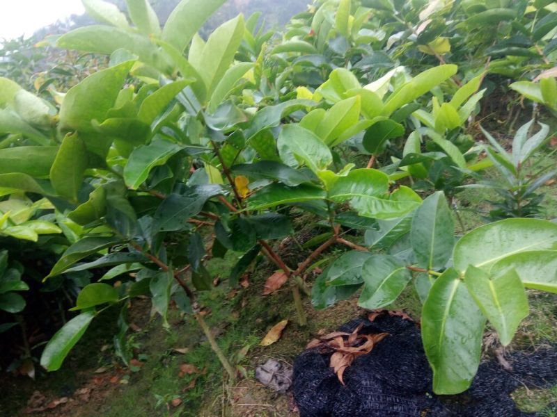 莲雾种苗黑金刚莲雾苗黑糖芭比莲雾苗大叶红莲雾苗