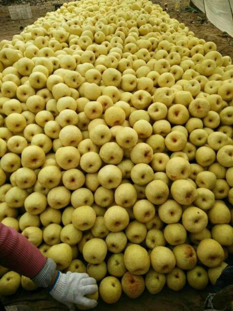 砀山梨350~400g筐装