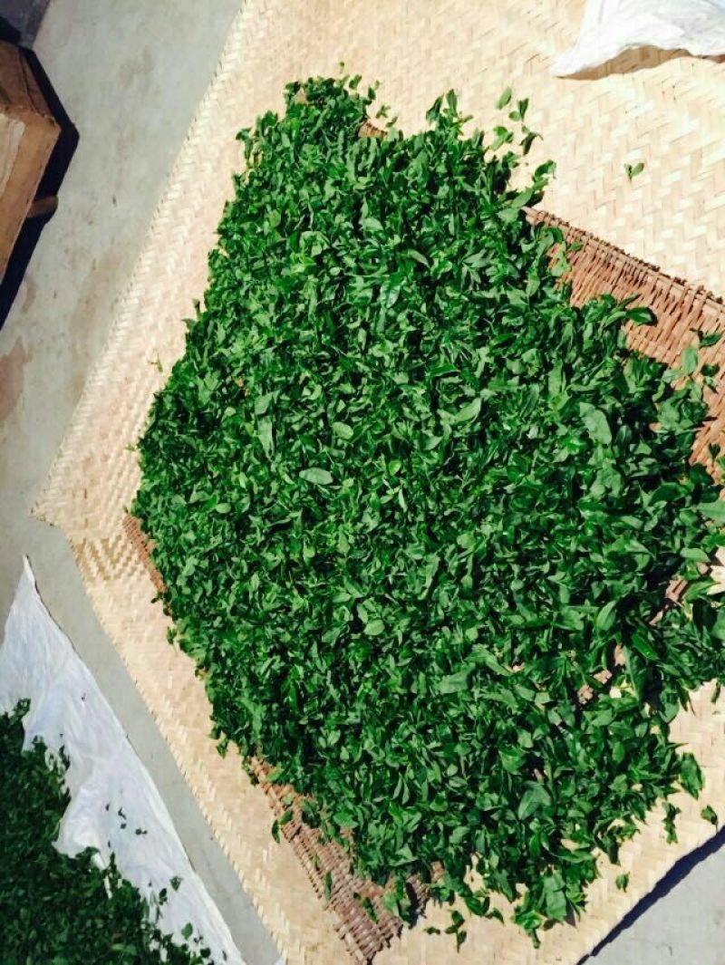 百年大树茶特级