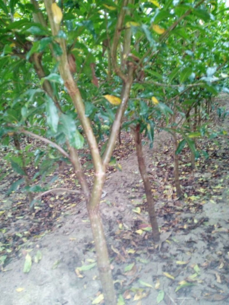 红石榴苗3公分果石榴树苗价格