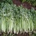 法国皇后芹菜50cm以上