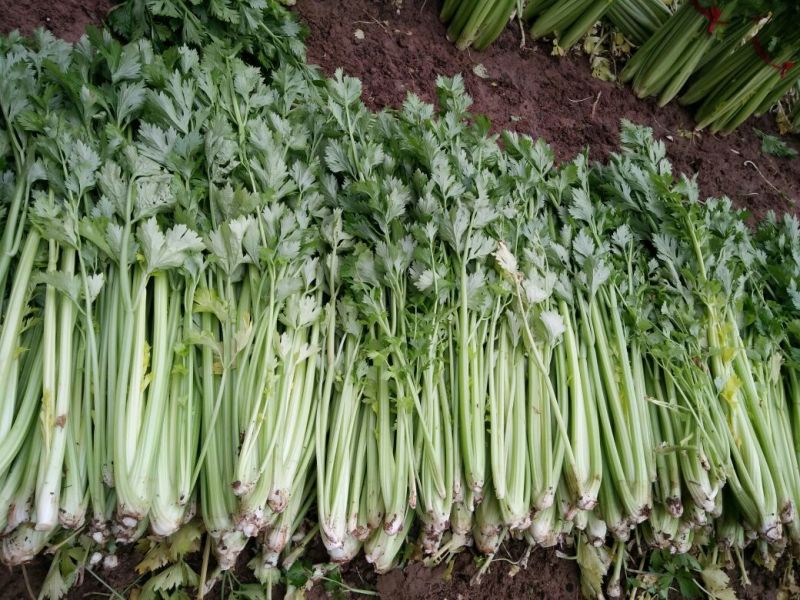 法国皇后芹菜50cm以上