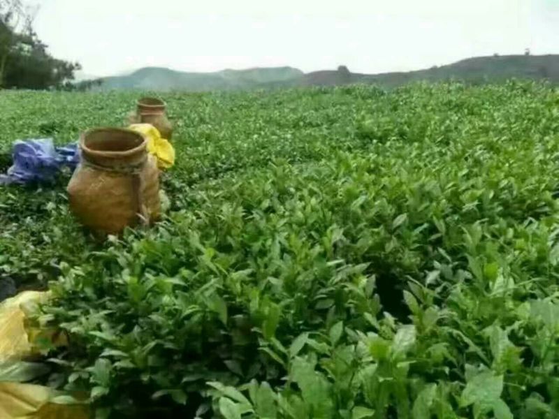 观音茶特级