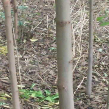 栾树2~4cm4~6cm3.5~4米