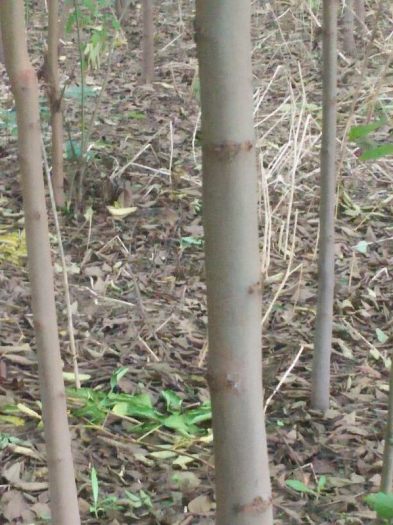栾树2~4cm4~6cm3.5~4米